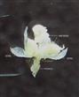  Male Flower